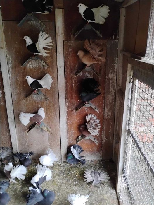 Gołębie,pawik, garłacz