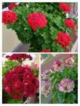 3 pelargonie różyczkowe