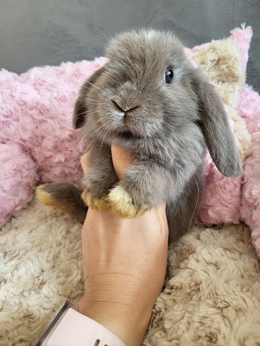 Króliczki Mini Lop WYPRAWKA miniaturki karzełki małe baranki hodowla