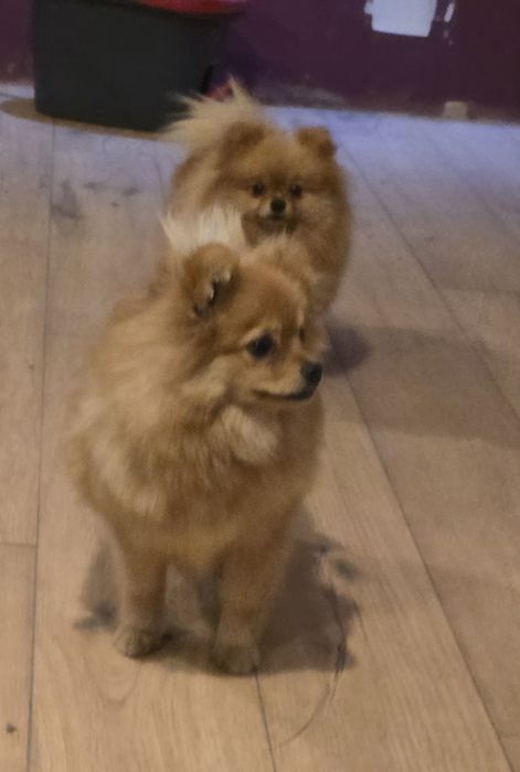 Pomeranian suczka szpic miniaturowy zkwp FCI
