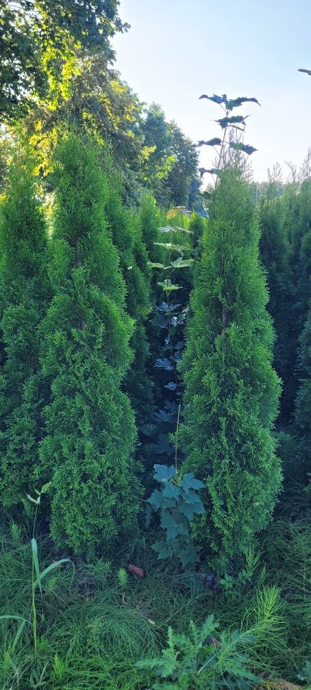 Tuja Smaragd 150 cm Promocja  tuje szmaragd thuja thuje