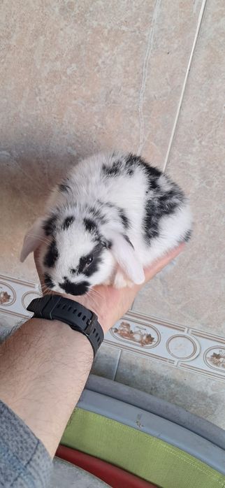 Coelhinhos anões várias raças