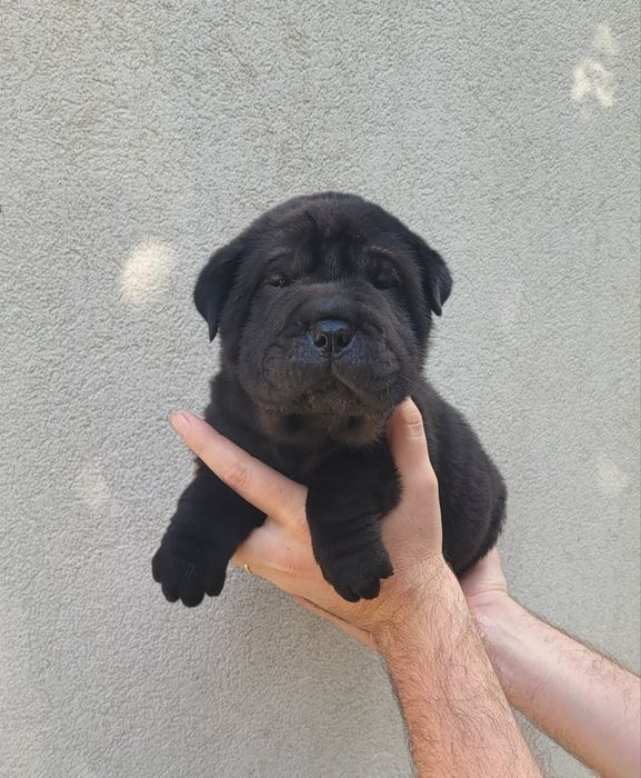 Sharpei macho preto