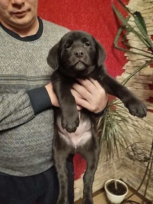 Продам чудових Лабрадорчиків