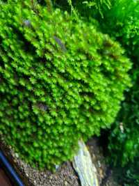 Rare Moss roślina akwarium