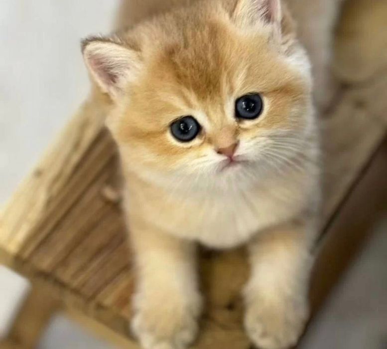 Кошеня золота шиншила