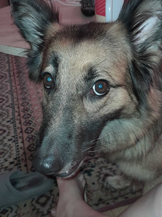 Oddam pieska owczarek niemiecki
