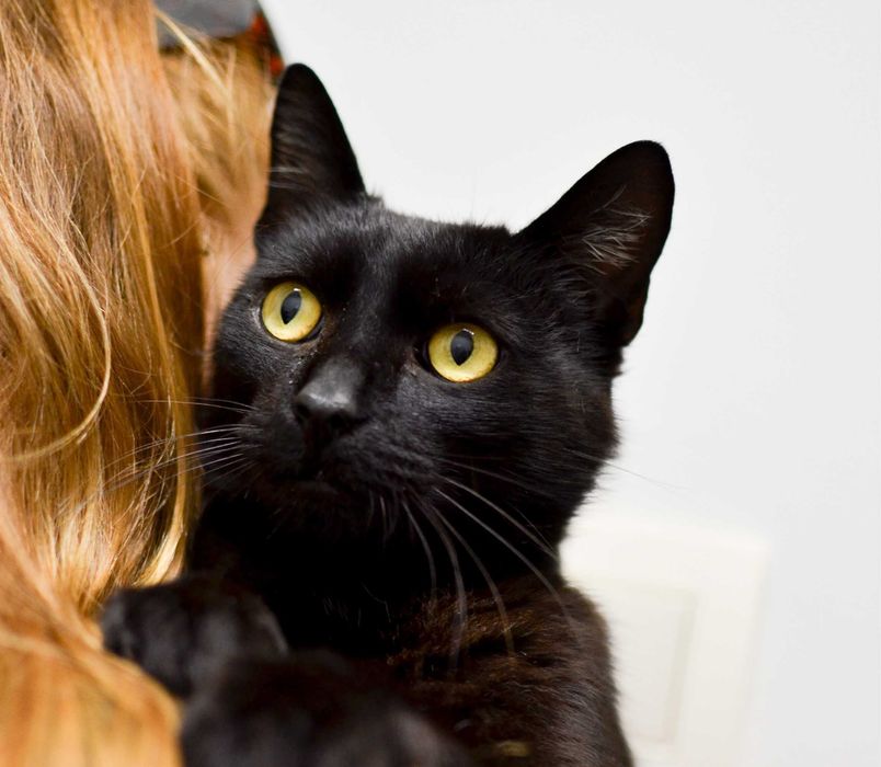 Bosiak - przyjazny, czarny kot szuka kochającego domu!