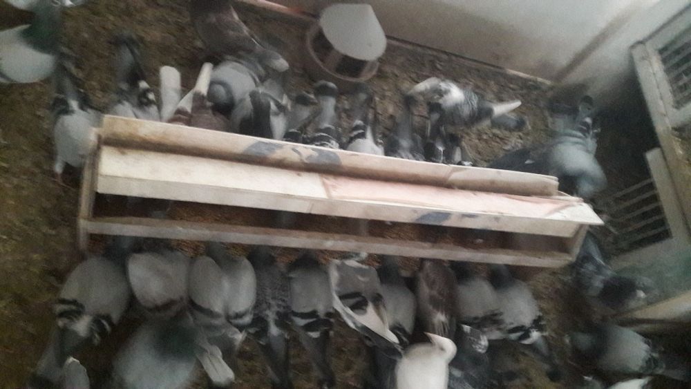 Sprzedam stare gołębie pocztowe po lotach