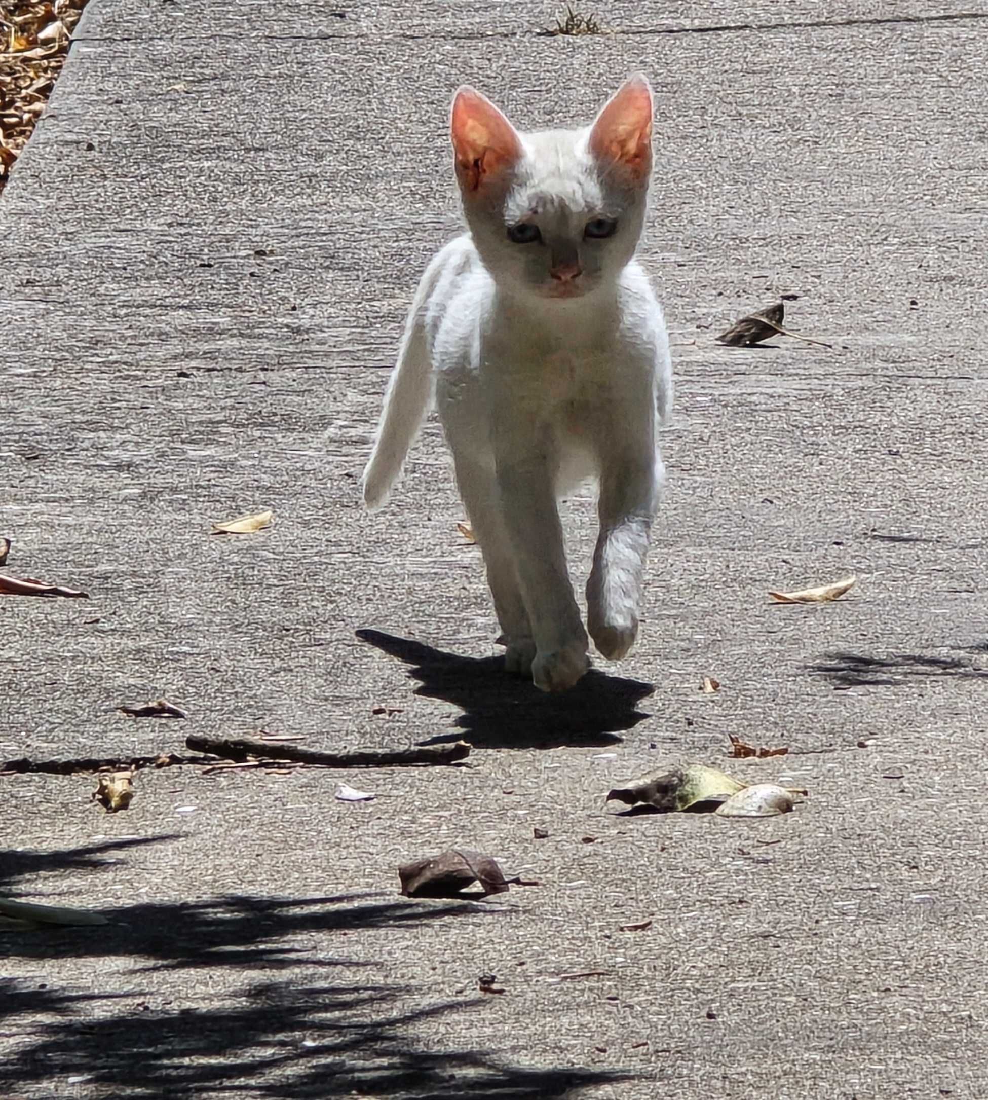 Gatos para doar!
