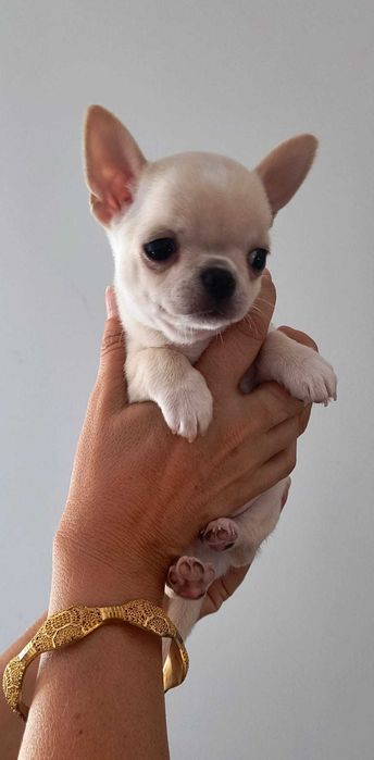 Chihuahua kremowa