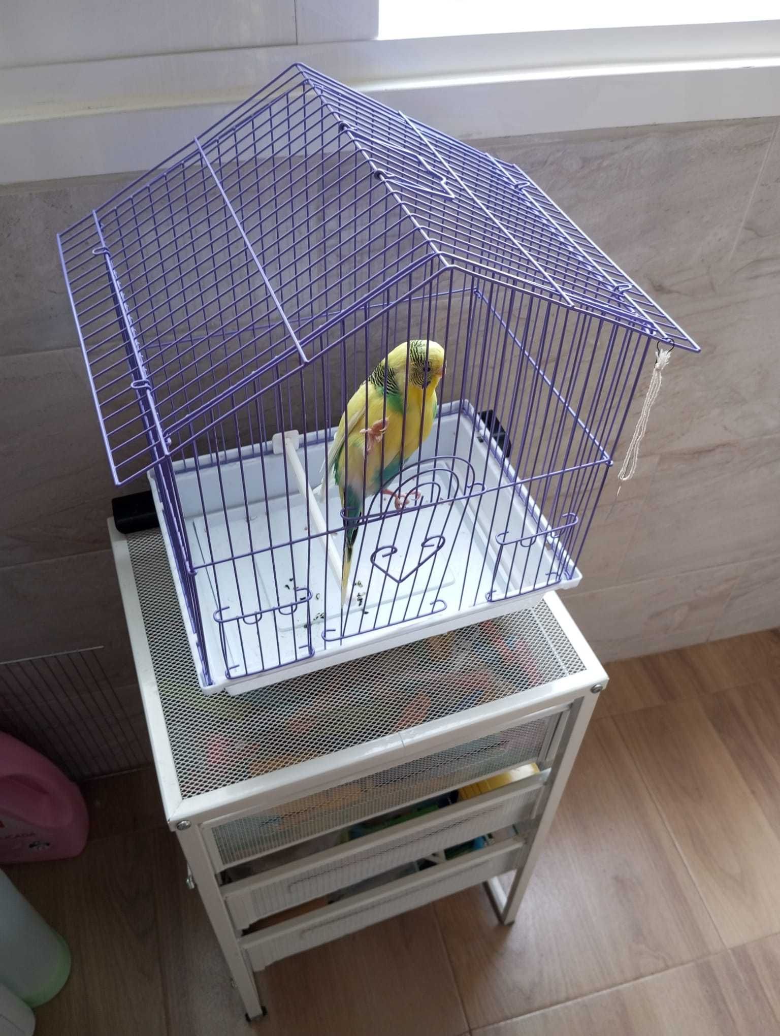 Gaiola e Periquito
