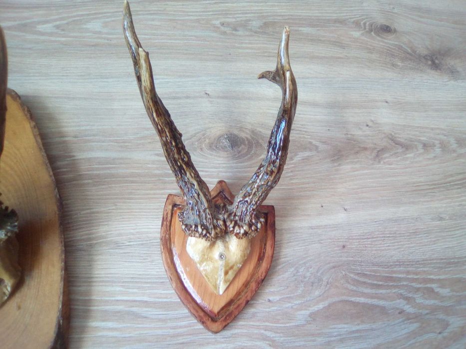 Poroże jelenia na desce