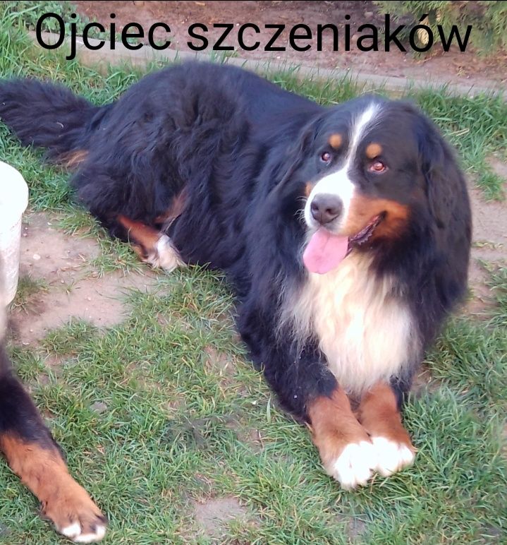 Berneński Pies Pasterski