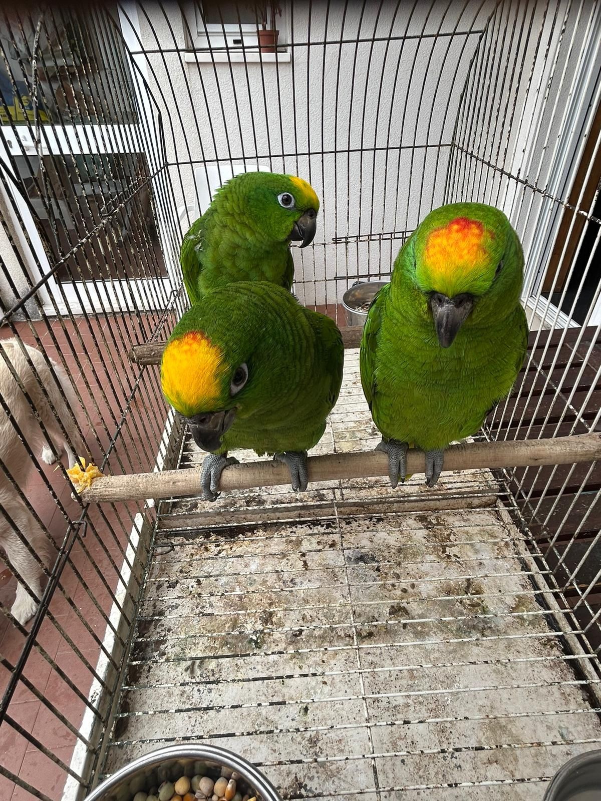 Amazona ochrocephala