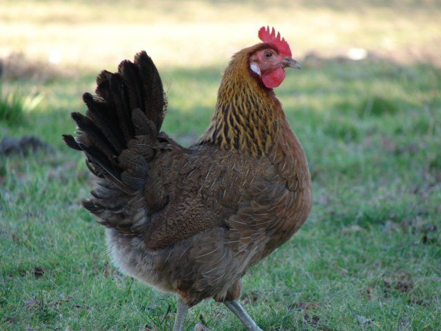 Zielononóżki młode z jajkiem