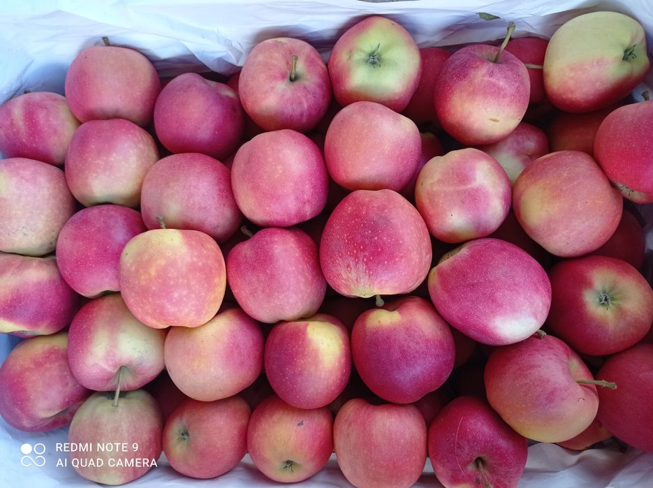 Jabłka eko z rodzinnego sadu