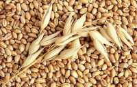 Продам зерно пшениці. Доставка