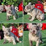 Buldog Francuski samiec gotowy do odbioru