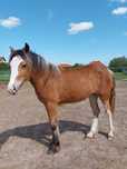 Klacz, duży kuc, tinker haflinger klaczka