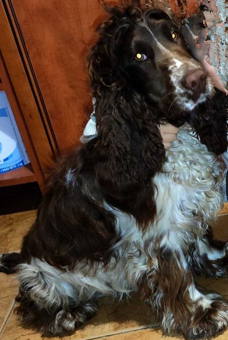 Cocker spaniel angielski