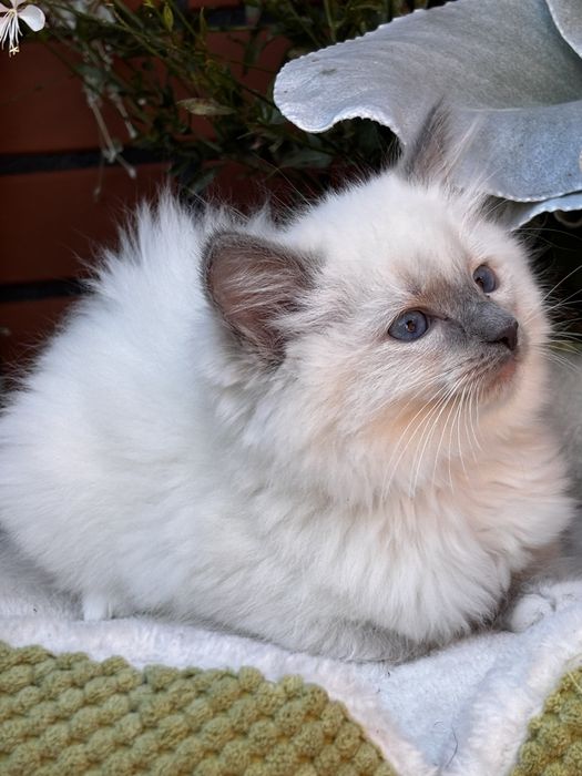 Kotka Ragdoll - Ochra