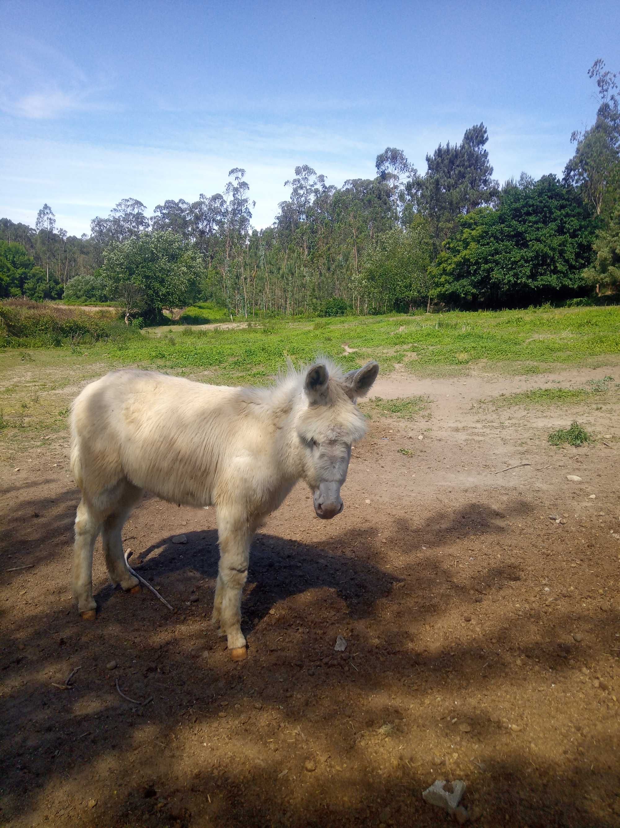 Burro branco com 18 meses