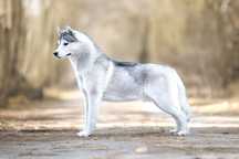 Śliczny piesek Siberian Husky / Hodowla ZKwP FCI od 1994 roku