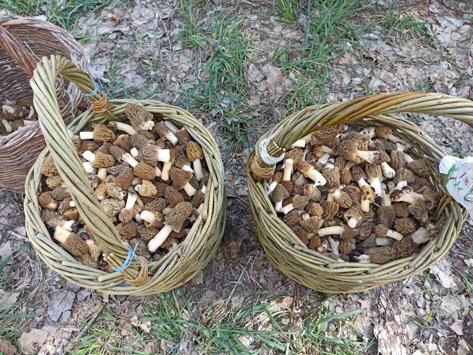 Продам маслюк лисичкі польскій гриб Сморчки свіжі