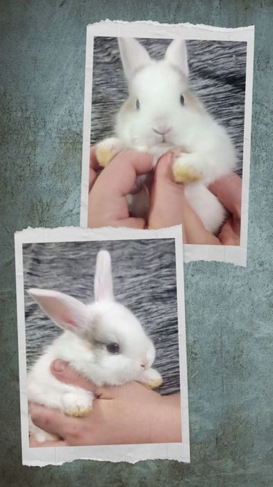 Кроленятка для душі, ручні декоративні кролики