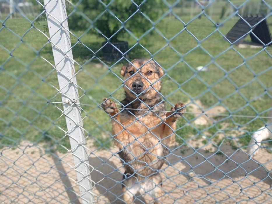 Uroczy Julian czeka na dom