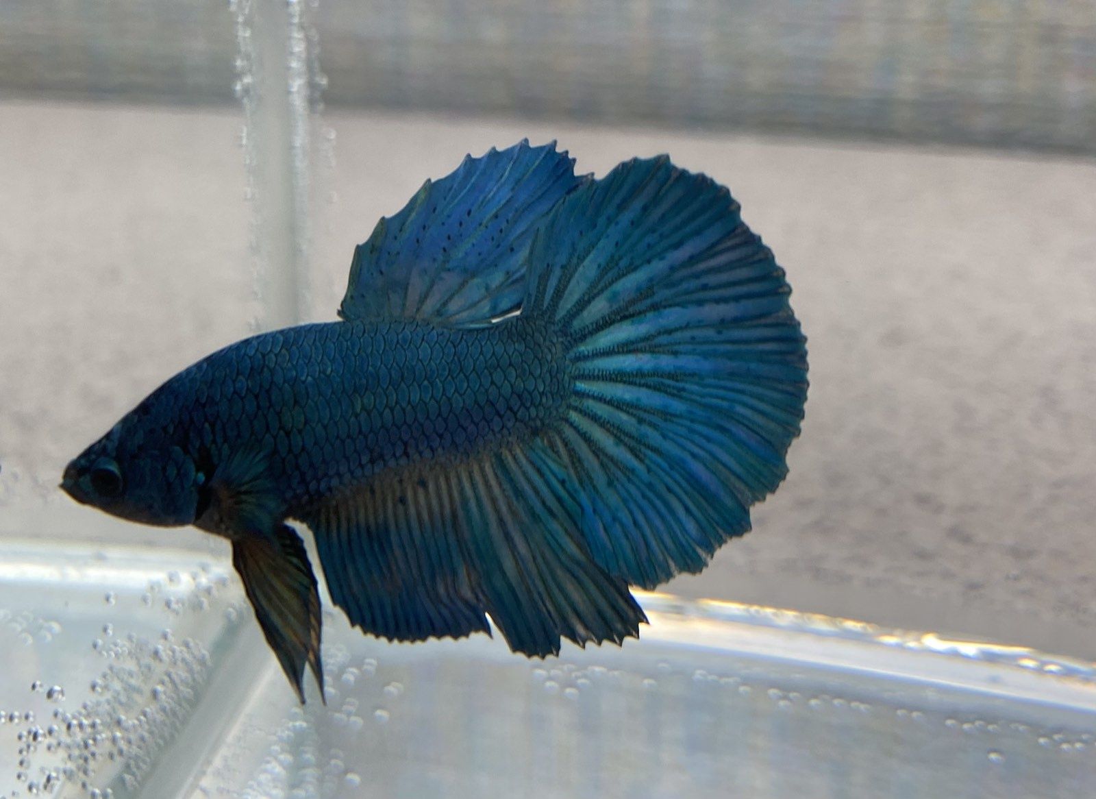 Рыбка петушок. Betta splendens. Рибка півник