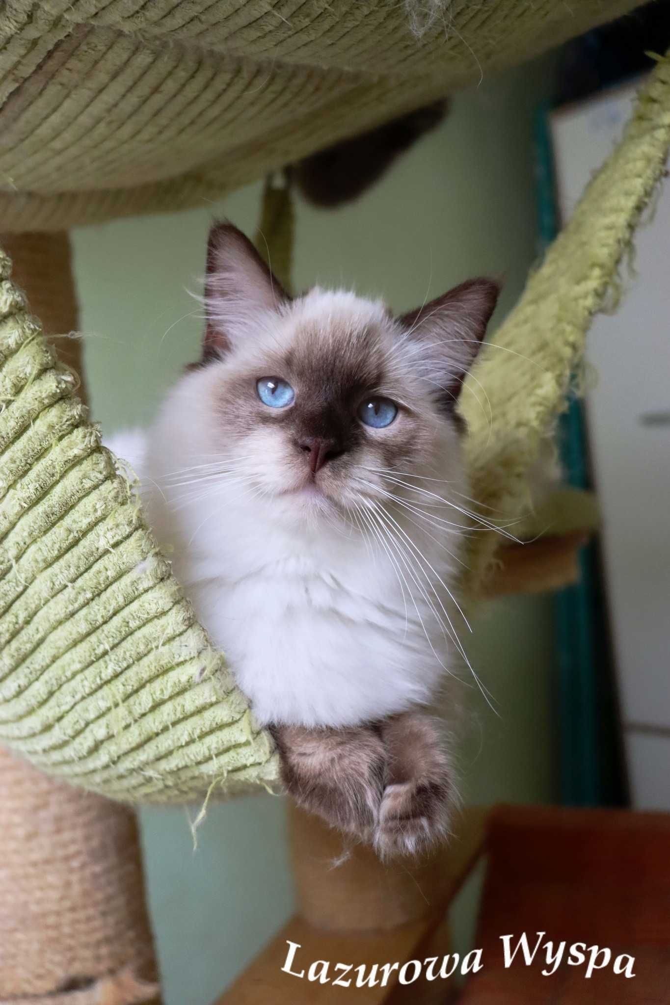 Floyd ragdoll z Lazurowej Wyspy.