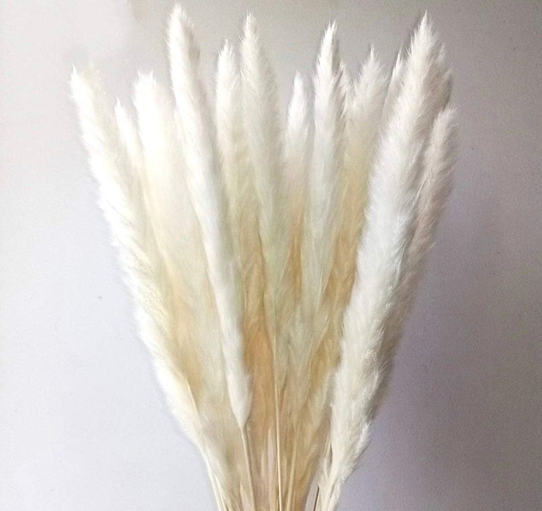 Trawa pampasowa biała 30 sztuk, 60 cm