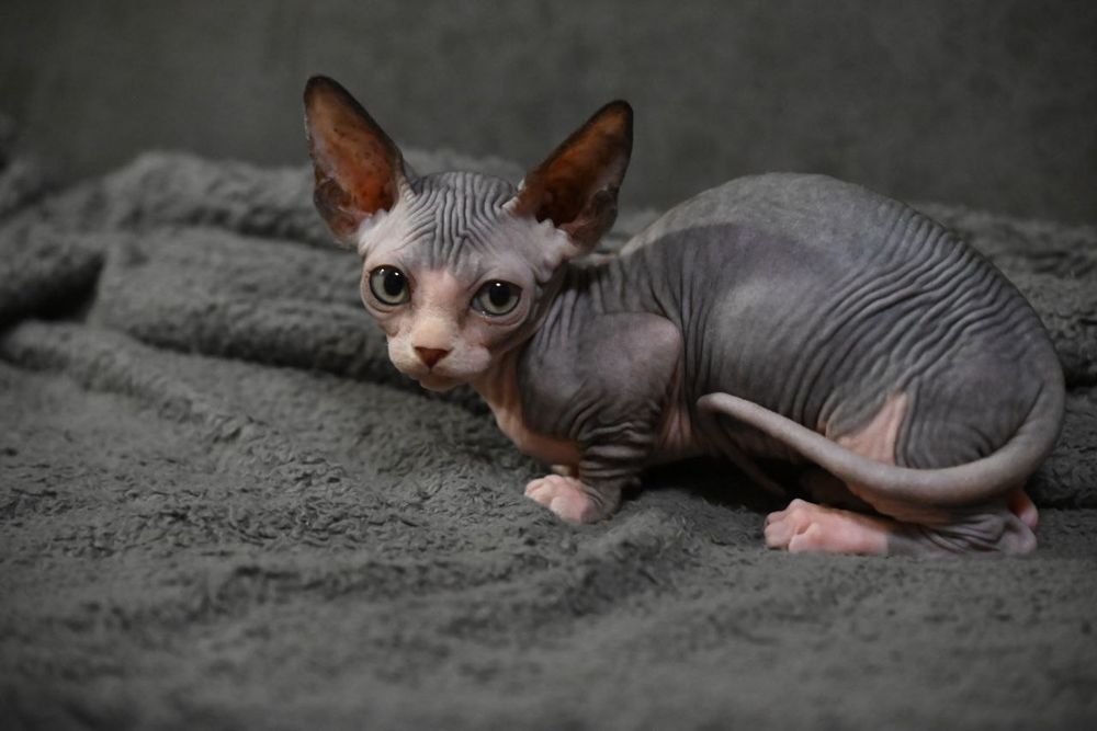 Бамбино.Канадский сфинкс.