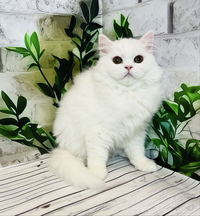 Кішка біла шотландської породи