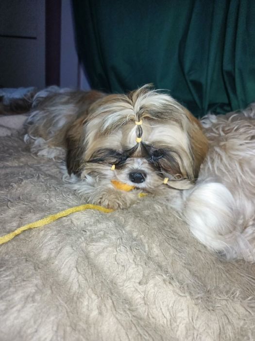 Дівчинка шит-цу 5,5 міс