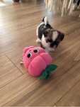 Shih-tzu piesek  tricolor