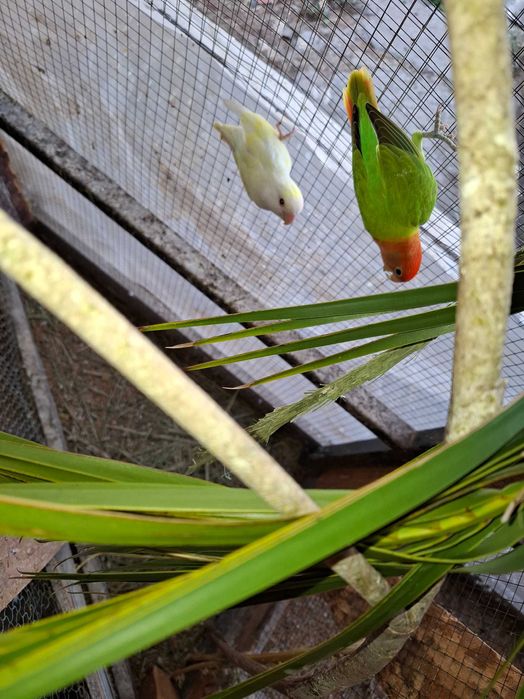 Diis casais de agapornis para cedencia