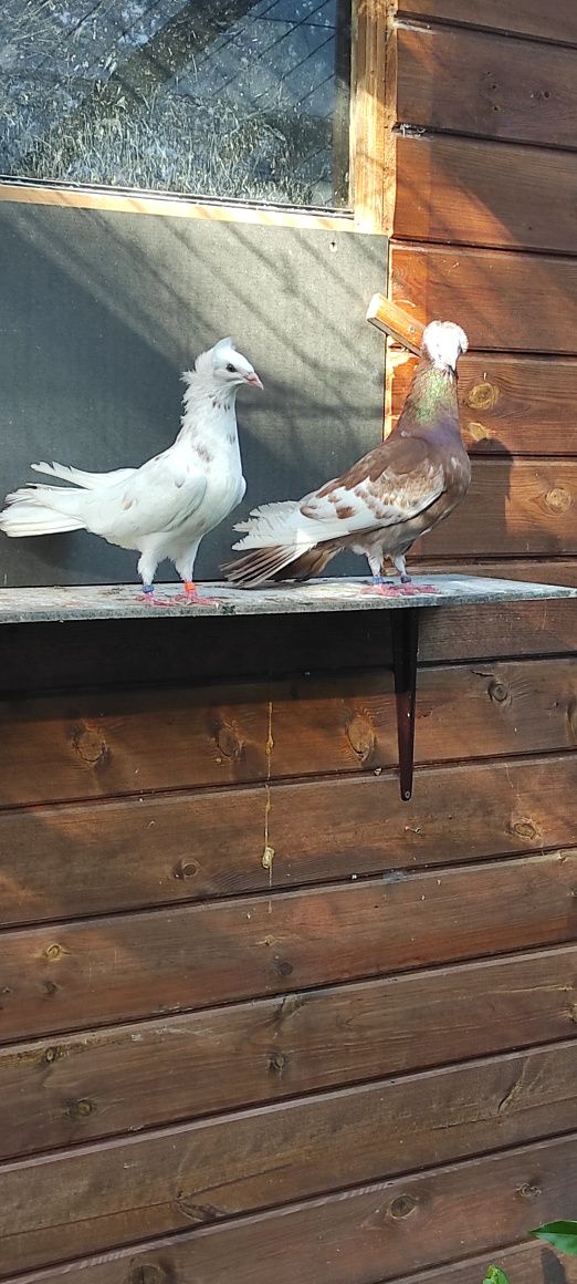 Sokoły,sokół,wysokolotne gdańskie.