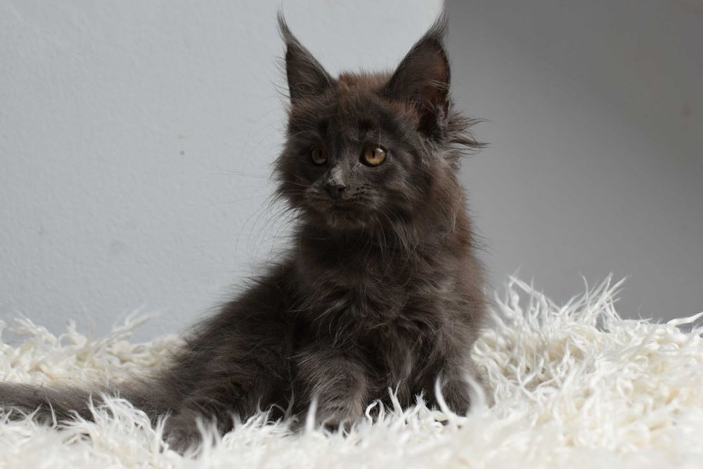 Kotka Maine Coon /Rodowód FPL