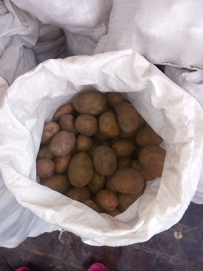 Продам відбірну картоплю