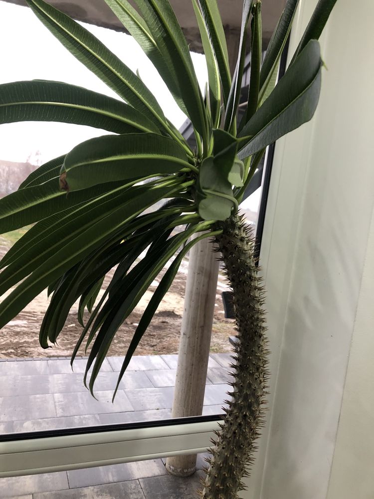 Pahypodium kaktus palma madagaskaru roślina doniczkowa