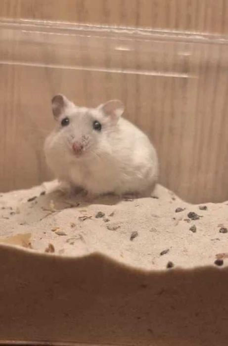 Sprzedam białą samiczkę chomika dżungarskiego z klatką i akcesoriami