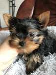 Yorkshire Terrier maleńki piesek z rodowodem