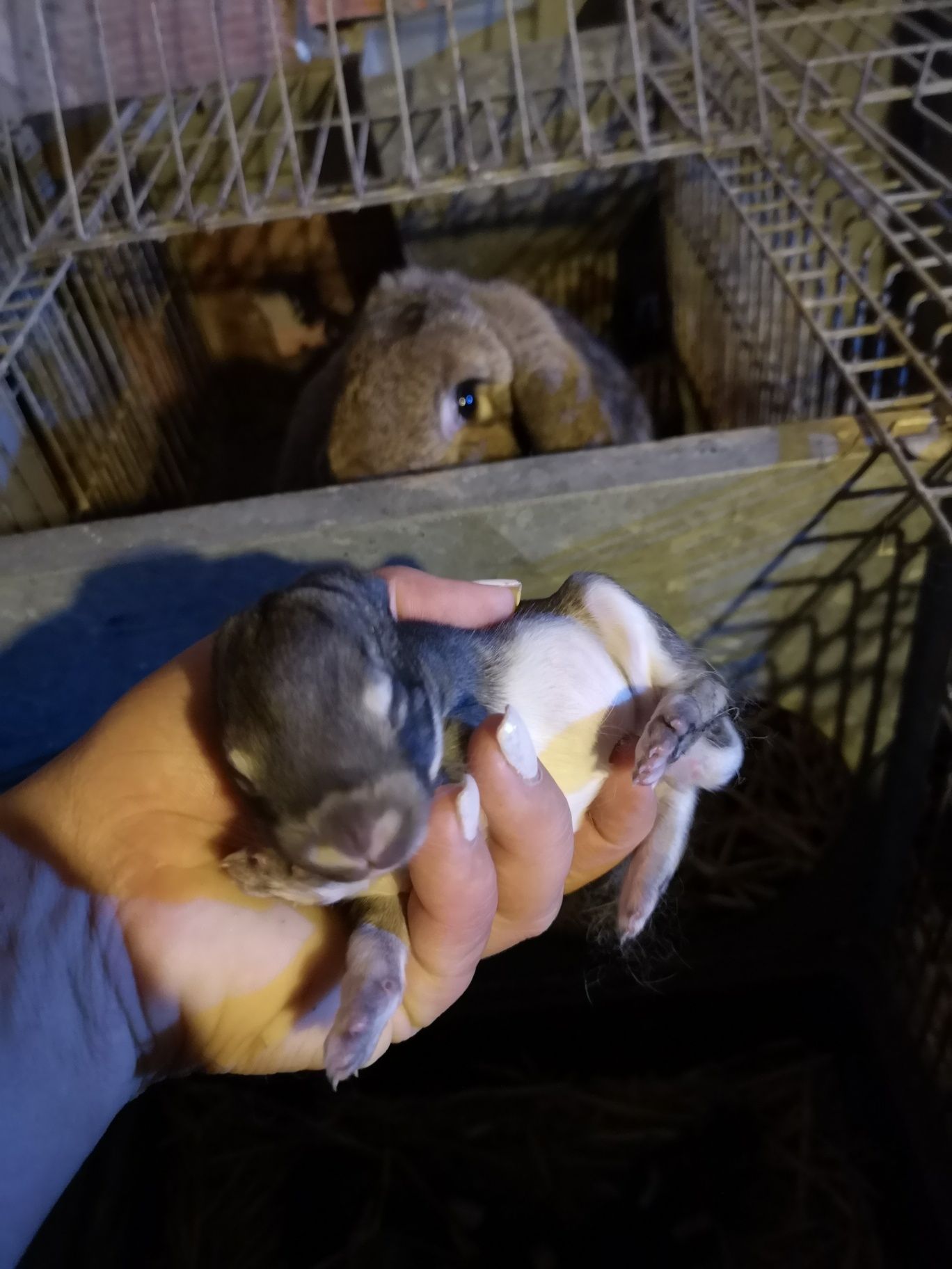 Coelhos raça gigante