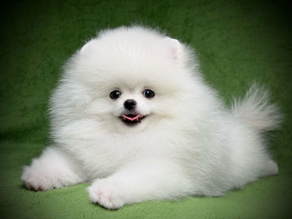 Шпиц мини померанец в продаже