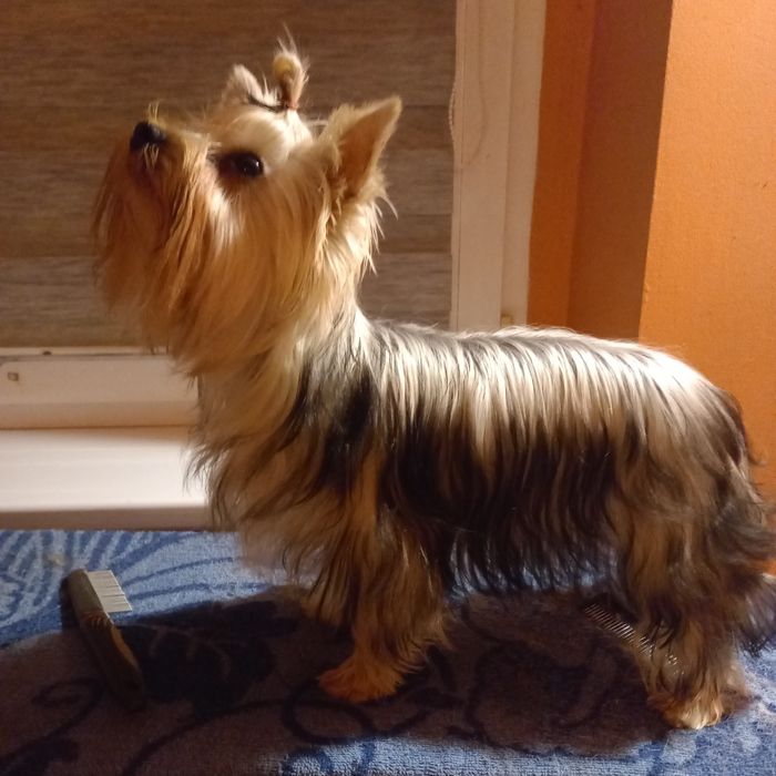 Suczka Yorkshire terrier FCI