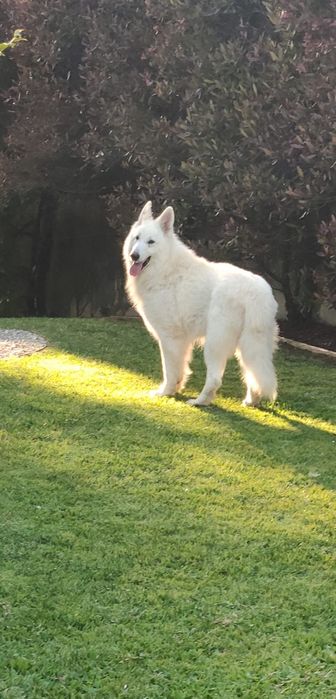 Pastor Branco com lop, afixo descendentes de campeões