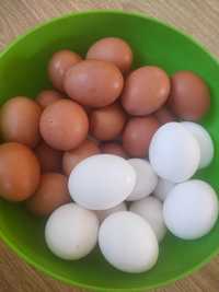 Яйця курячі домашні продаю